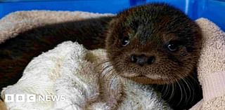 Devon otter charity plans to expand after donation of land