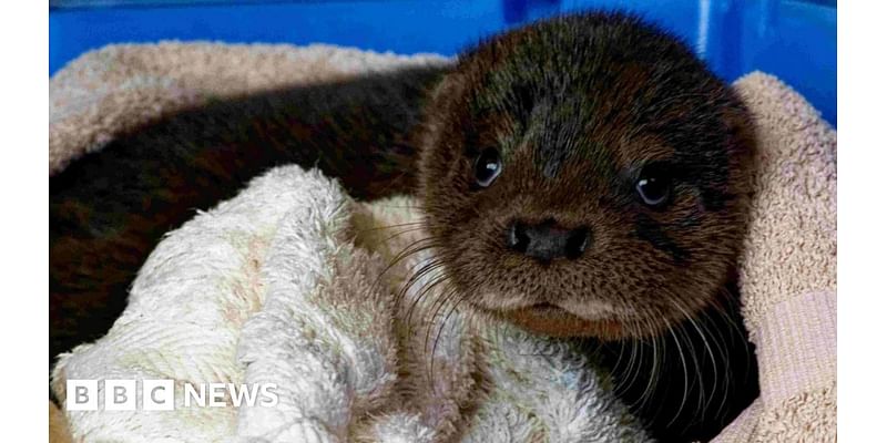 Devon otter charity plans to expand after donation of land