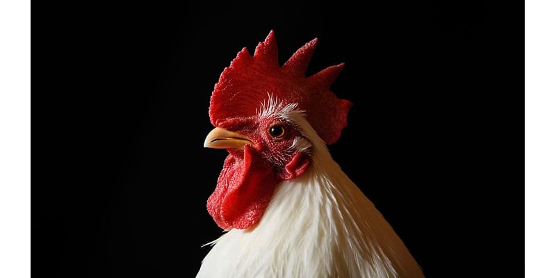 Detroit husbandry amendment: Residential ownership of chickens, ducks, and bees passes