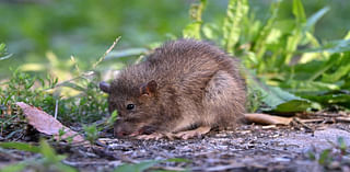 Retro Baltimore: Baltimore rat expert once used mice to predict humans would be extinct by 2027