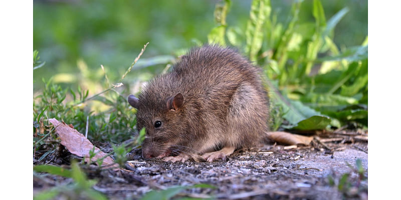 Retro Baltimore: Baltimore rat expert once used mice to predict humans would be extinct by 2027