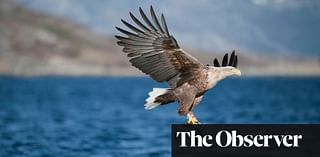 ‘You have to disguise your human form’: how sea eagles are being returned to Severn estuary after 150 years