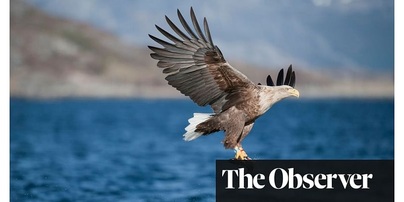 ‘You have to disguise your human form’: how sea eagles are being returned to Severn estuary after 150 years