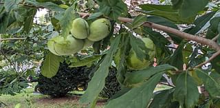 Pondering pawpaws