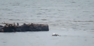 WATCH: Bald eagle shows off its butterfly stroke while fishing on Oregon Coast