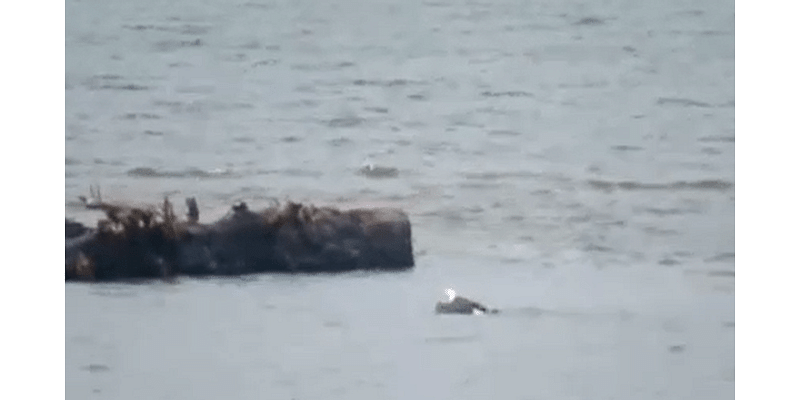 WATCH: Bald eagle shows off its butterfly stroke while fishing on Oregon Coast