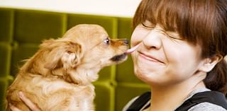 Is It Safe To Let Your Dog Lick Your Face?