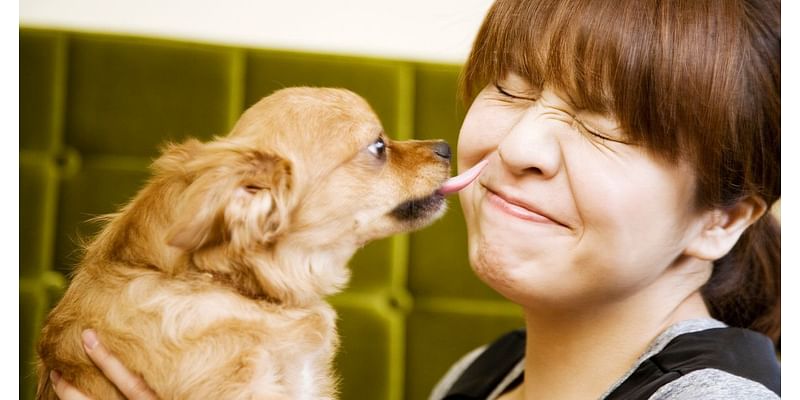 Is It Safe To Let Your Dog Lick Your Face?