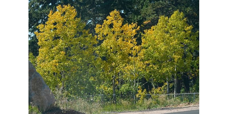 City of Gadsden to plant over 200 trees at defunct steel plant site