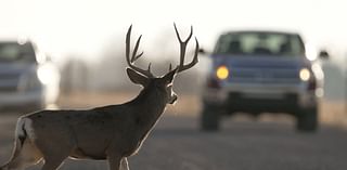 Utah wildlife officials to drivers: Watch out for deer as daylight saving time ends