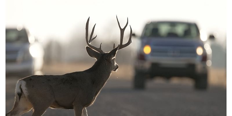 Utah wildlife officials to drivers: Watch out for deer as daylight saving time ends