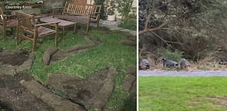 Sod-seeking raccoons ravage backyards of Bay Area homes: Here's what is likely attracting them