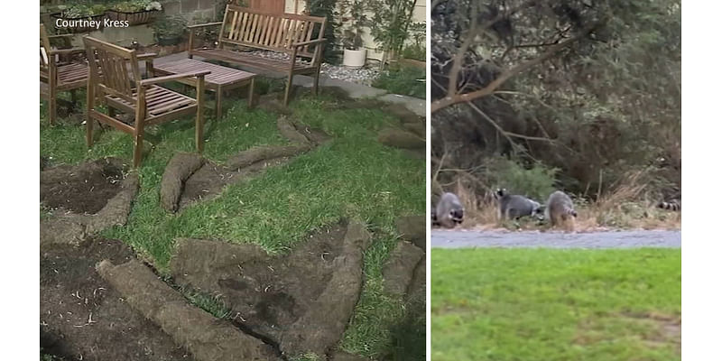 Sod-seeking raccoons ravage backyards of Bay Area homes: Here's what is likely attracting them