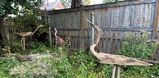 Artist Melanie Brotz's Flock of Driftwood Heron Sculptures