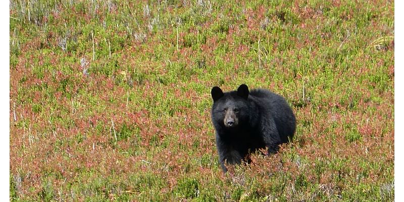 3 bears killed at Eklutna campground in late June after getting into campers’ food