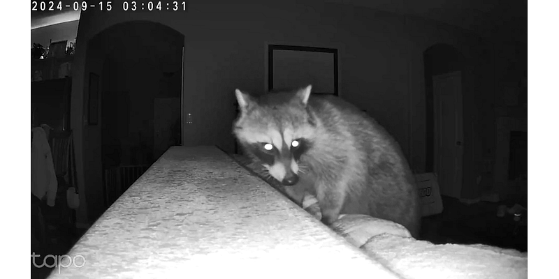 Albuquerque homeowner wakes up to a raccoon intruder