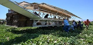 Central Valley growers and farmworkers fear mass deportations if Trump wins election