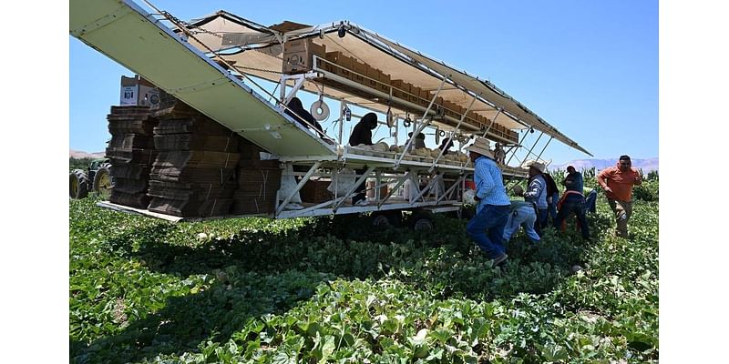 Central Valley growers and farmworkers fear mass deportations if Trump wins election