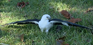 Pelican Harbor Seabird Station in North Bay Village releases Swallow-tailed kite after being treated for injuries - WSVN 7News