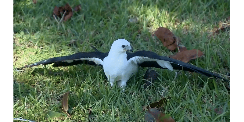 Pelican Harbor Seabird Station in North Bay Village releases Swallow-tailed kite after being treated for injuries - WSVN 7News