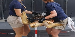 Aquarium of the Pacific releases rehabilitated endangered sea turtle off Southern California coast