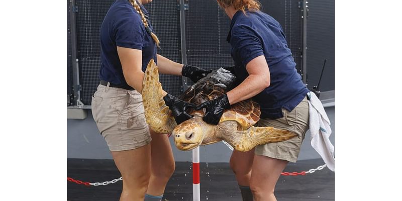 Aquarium of the Pacific releases rehabilitated endangered sea turtle off Southern California coast