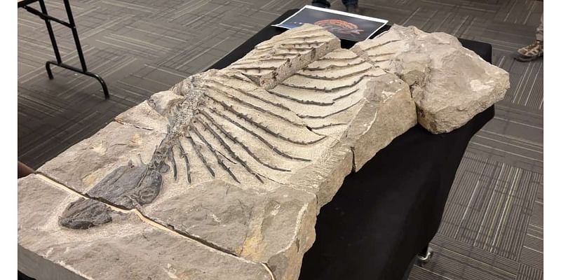 Behind-the-scenes look at the new ‘Ancient Life’ exhibit opening at New Mexico Museum of Natural History & Science