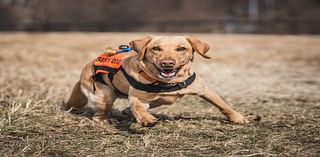 Holliday: Learning about the life of a K9 Search Unit Volunteer