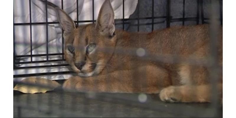 Wild cat native to Asia and Africa caught in Chicago suburbs: ‘Can kill a small child’