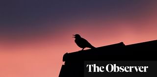 Blackbird Singing at Dusk by Wendy Pratt review – the great smells of the north and nature