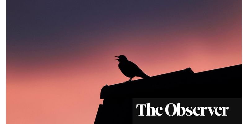 Blackbird Singing at Dusk by Wendy Pratt review – the great smells of the north and nature