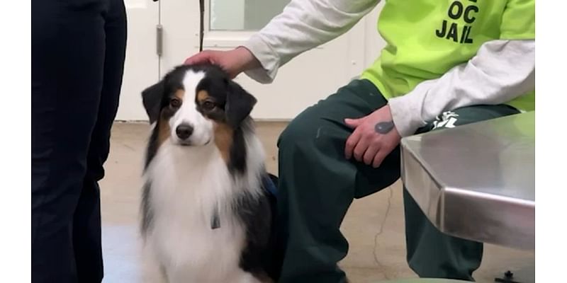 Pet Prescription Team brings dogs to OC jail to provide pet therapy for inmates