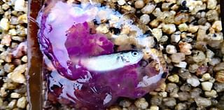 Rare transparent jellyfish washes up on a UK beach with its prey STILL trapped inside