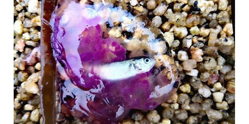 Rare transparent jellyfish washes up on a UK beach with its prey STILL trapped inside