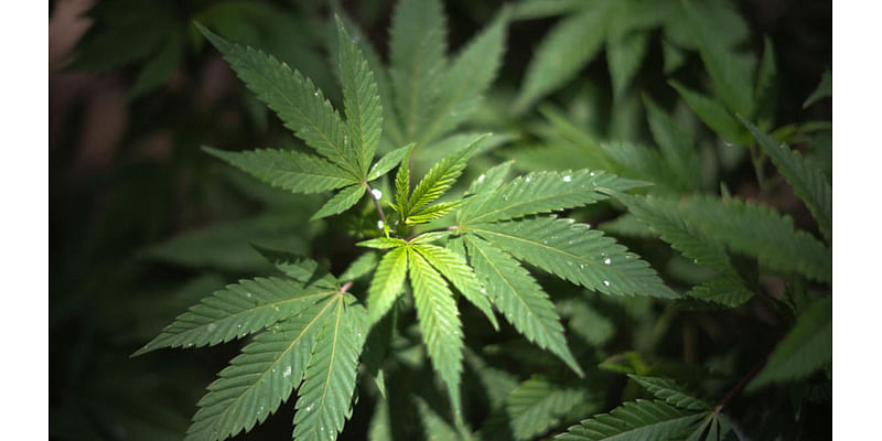 Bastrop voters support marijuana decriminalization