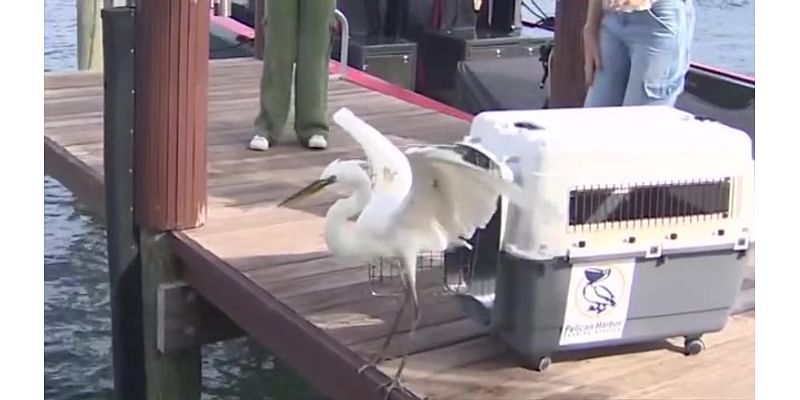 ‘Go, Spicy, go!’ Heron found tangled in fishing line in Miami Beach backyard released after treatment at seabird station - WSVN 7News