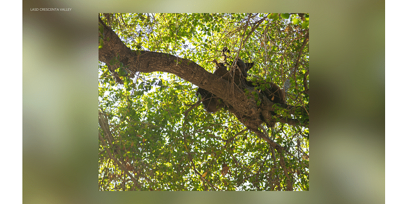 Bear cub spotted in tree outside Southern California high school