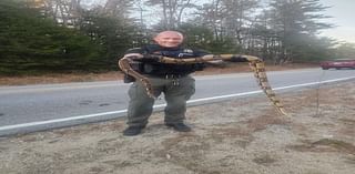 Look: 8-foot boa constrictor found wandering loose in Maine