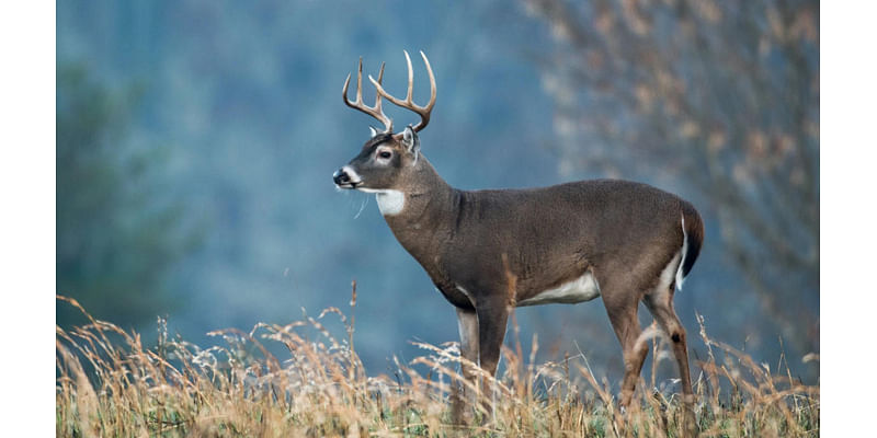 Fatal 'zombie deer' disease found in New York for first time in nearly 20 years