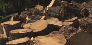 Tree removal project leaves behind mess in local homeowner's backyard