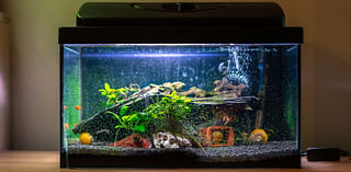 13 Things You Need for a New Pet Fish 2024