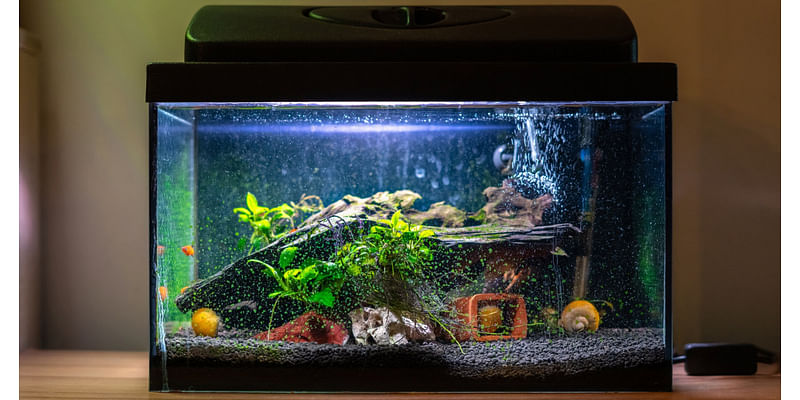 13 Things You Need for a New Pet Fish 2024