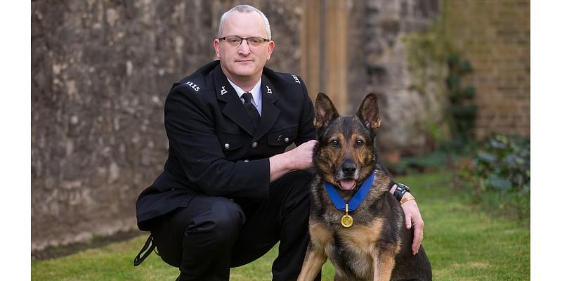 Hero hounds who show why police dogs are crucial despite animal rights activists' concerns, from saving a cop from a knife attack to stopping a building from being blown up