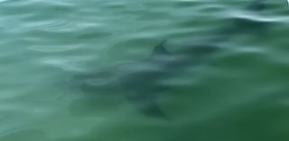 Mass. beach to remain closed to swimming for another week due to continued shark activity