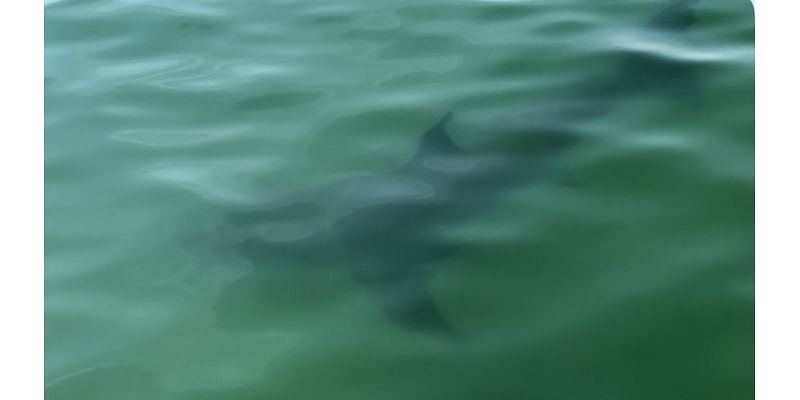 Mass. beach to remain closed to swimming for another week due to continued shark activity