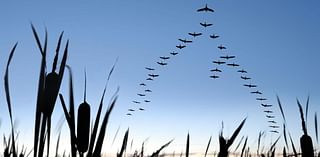 Why is the Humber a 'service station' for birds?