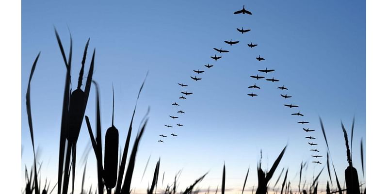 Why is the Humber a 'service station' for birds?