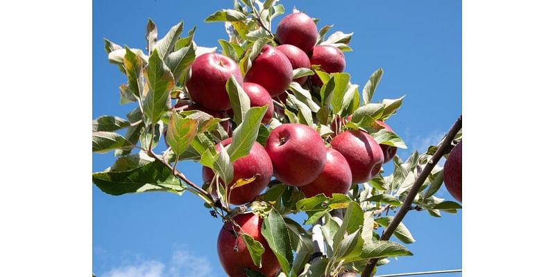 This MI Apple Orchard Is Among The Best In The Nation: Ranking