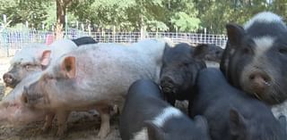 Nearly 50 potbelly pigs are looking for a home after they were found in ‘deplorable conditions’