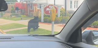 Video shows bear running through downtown Kittanning